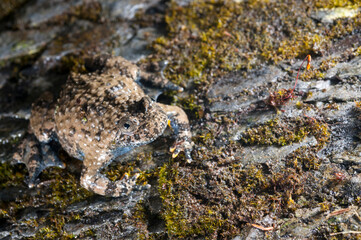 Apennine yellow-bellied toad (Bombina pachypus), liguria, Italy.