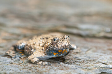 Apennine yellow-bellied toad (Bombina pachypus), Liguria, Italy.