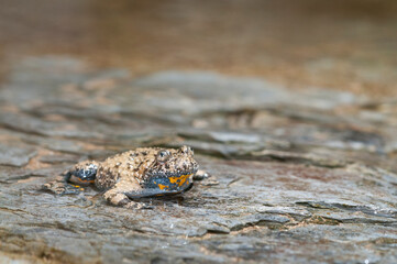 Apennine yellow-bellied toad (Bombina pachypus), Liguria, Italy.