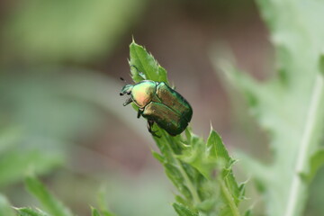 bug on a leaf