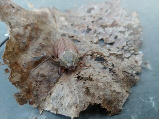 Beetle on a leaf