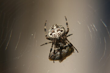 spider on the web