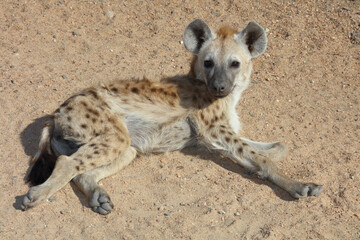 Tüpfelhyäne / Spotted Hyaena / Crocuta crocuta.