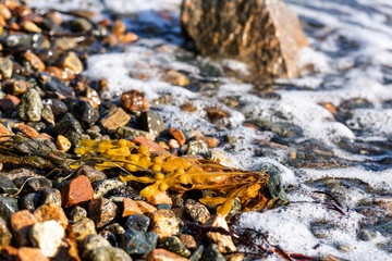 Brown seaweed on the stone coast