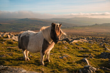 Dartmoor Pony
