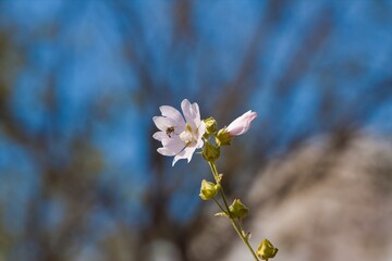Obraz premium wild flower and fresh buds of musk malva in blurred blue summer sky, tender inflorescence on long stem, warm and cozy direct sunlight, natural floral bokeh background header