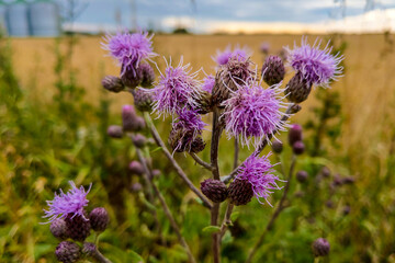 close up of Cirsium vulgare flower, the spear thistle, bull thistle, or common thistle, blooming in summer.