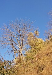 beauty of mount abu hill station,rajasthan,india