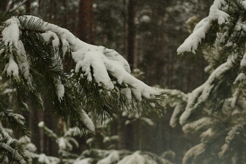 Snowfall in the pine forest. Green pine branches covered with snow in snowfall. Winter magical...