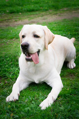 Dog labrador retriever playing outside smile in green park