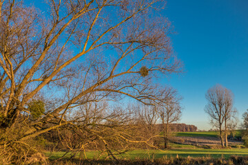 Obraz premium Baum mit Misteln im Spätherbst