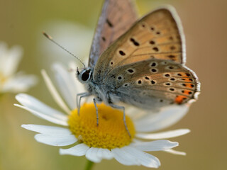 Fototapeta na wymiar Motyl siedzący na kwiatku