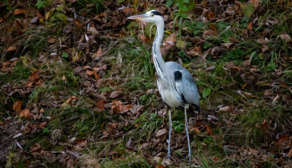 bird, reiher, natur, reiher, tier, wild lebende tiere, weiß, wasser, grau,