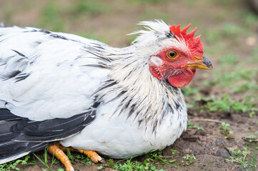Young cream crested legbar chicken laying outdoors in the garden, selective focus
