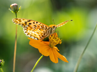 Tropical fritillary butterfly on golden cosmos 2