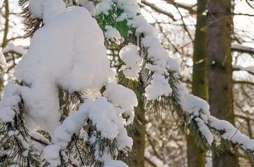 Snowdrift on a spruce branch in the winter forest.  The sun shines through the branches and snow, glistens on the pieces of ice.