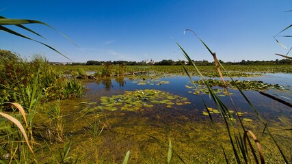 shallow, wide lake covered with leaves of lotus and water lilies, broken footbridge in distance, countryside landscape swamp at village outskirts, green tourism concept header