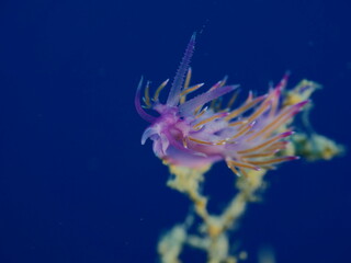 nudibranch flabellina nudi branch nudybranch  underwater slug ocean scenery
