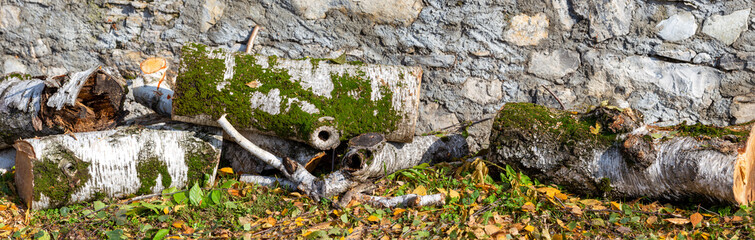 white birch tree cut with moss on the bark, panorama