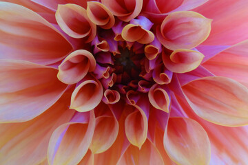 Beautiful pink dahlia flower. Isolated, Close-up, Background.