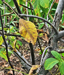 The gentle breath of autumn.Composition 6.