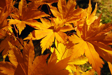Bright beautiful yellow maple twig in autumn.