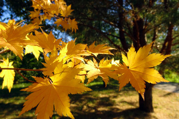 Bright beautiful yellow maple twig in autumn.