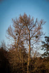 Baum mit Misteln im Spätherbst