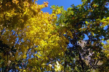View of bright yellow green red trees in autumn in the forest.