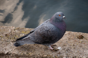 Rock pigeon (Columba livia) with grey and purple feathers and a red eye perched on a wall by the water