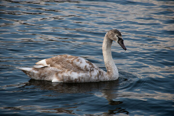 Young swan with white-brown plumage swimming on dark water