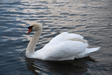 White swan swimming on dark water