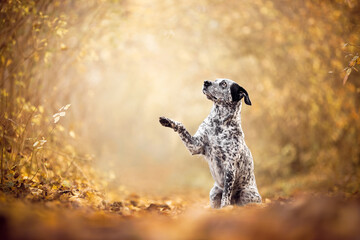 Mix breed dog  looking up and waving a paw in a golden environment, bokeh, backlight, trick, autumn, fall