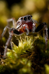A jumping spider (Icius sp.).