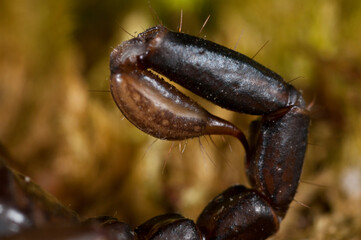 Small wood scoprion (Euscorpius carpathicus), Italy.