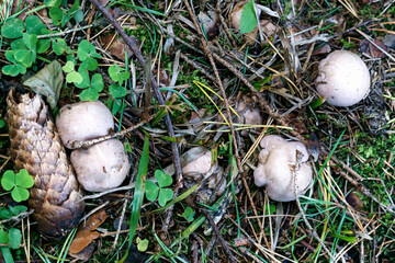 Conditionally edible row mushrooms,at the edge of the forest in the grass.