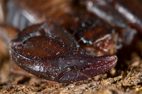Small wood scoprion (Euscorpius carpathicus), Italy.