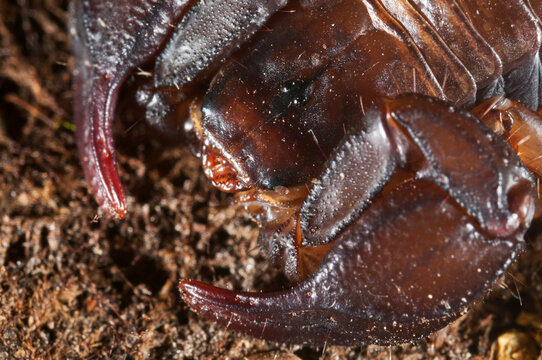 Small wood scoprion (Euscorpius carpathicus), Italy.