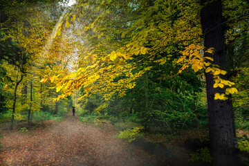 Obraz premium Autumn Forest with Black Umbrella