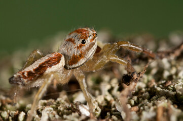 A jumping spider (Icius sp.).