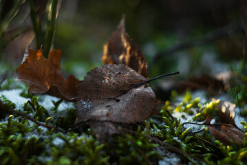Zimowy las © Michałowski Fotograf