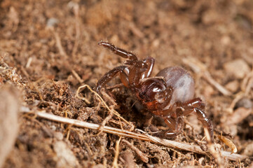 Trapdoor spider (Cteniza moggridgei), Liguria, Italy.