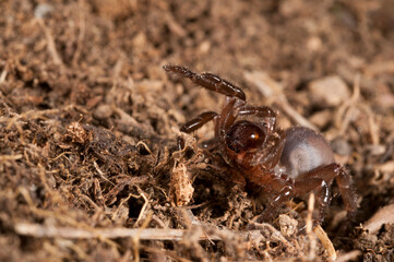 Trapdoor spider (Cteniza moggridgei), Liguria, Italy.