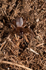Trapdoor spider (Cteniza moggridgei), Liguria, Italy.