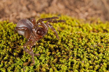 Trapdoor spider (Cteniza moggridgei), Liguria, Italy.