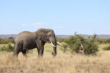 Afrikanischer Elefant / African elephant / Loxodonta africana