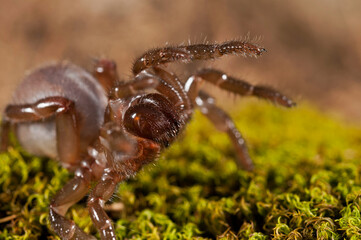 Trapdoor spider (Cteniza moggridgei), Liguria, Italy.