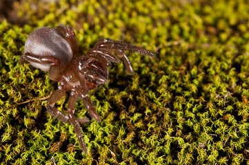 Trapdoor spider (Cteniza moggridgei), Liguria, Italy.