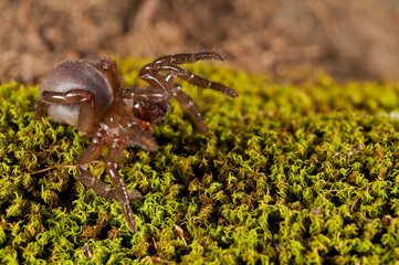 Trapdoor spider (Cteniza moggridgei), Liguria, Italy.