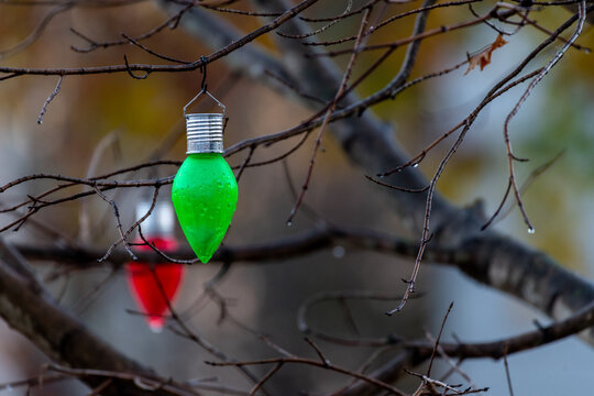 Large green and red decorative Christmas solar light hanging in outdoor tree with dew drops